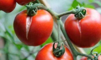 spaccatura del pomodoro