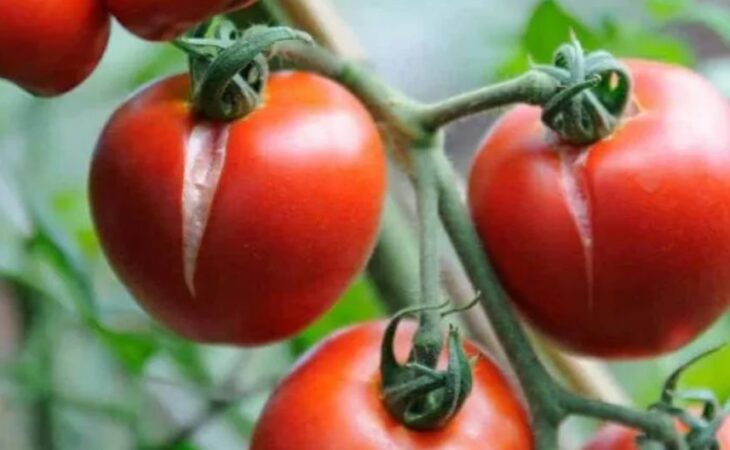 spaccatura del pomodoro