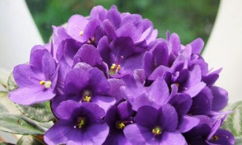 violetta fiore significato