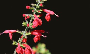 coltivare Salvia coccinea