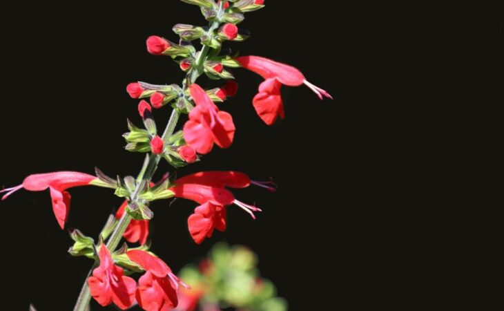 coltivare Salvia coccinea