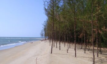 casuarina equisetifolia