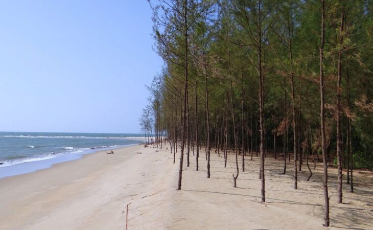 casuarina equisetifolia