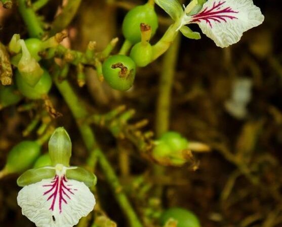 Semi di cardamomo