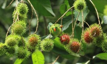 frutto rambutan