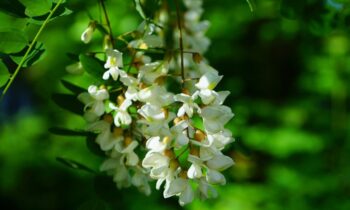 come piantare la robinia
