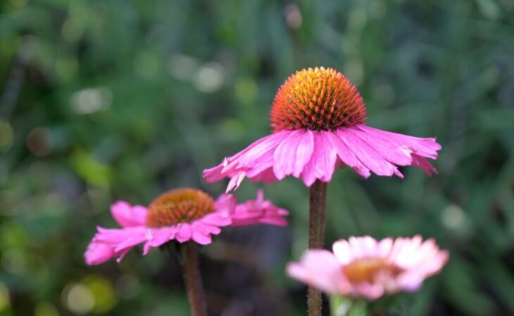 echinacea pianta