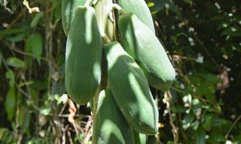 seminare la papaya