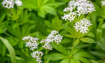 asperula galium odoratum
