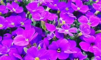 coltivare fiori primaverili