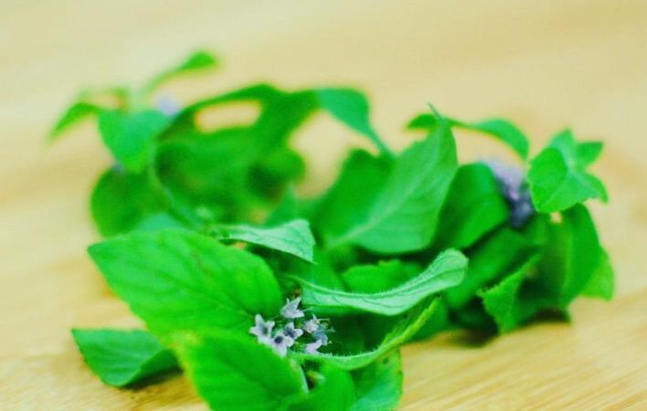 come coltivare menta tropicale