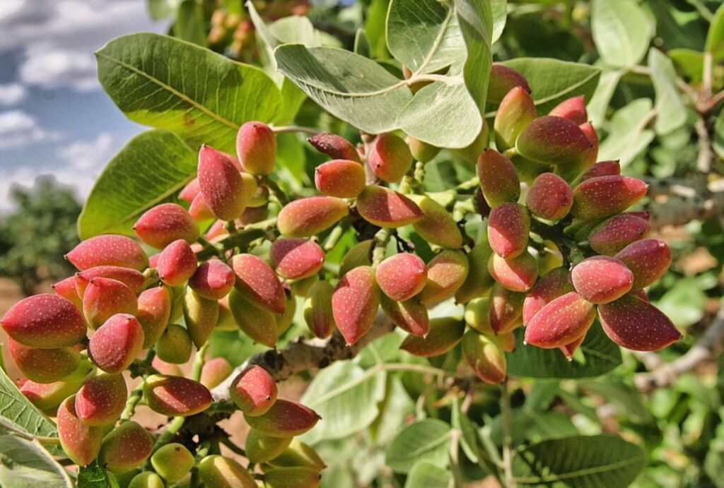 pianta di pistacchio coltivazione
