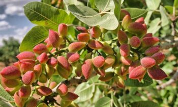 pianta di pistacchio coltivazione