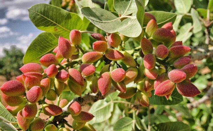 pianta di pistacchio coltivazione