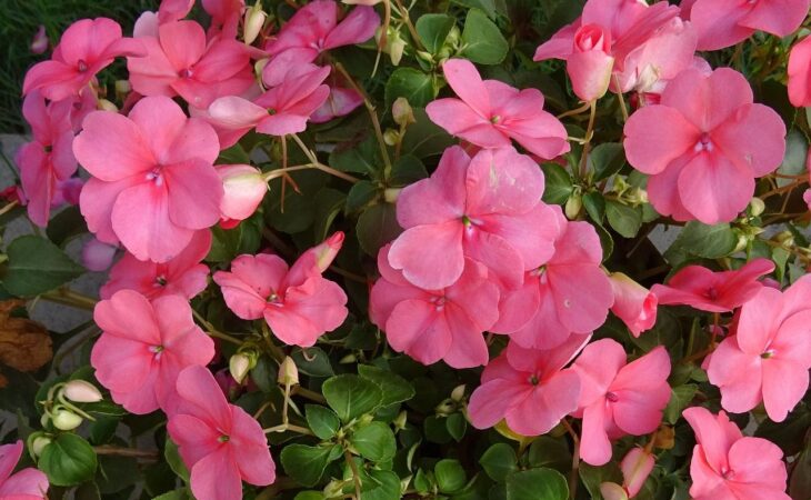 impatiens coltivazione