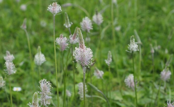 plantago lanceolata