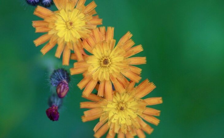 pilosella pianta