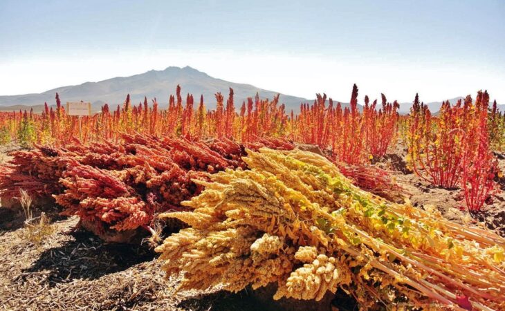 semina quinoa