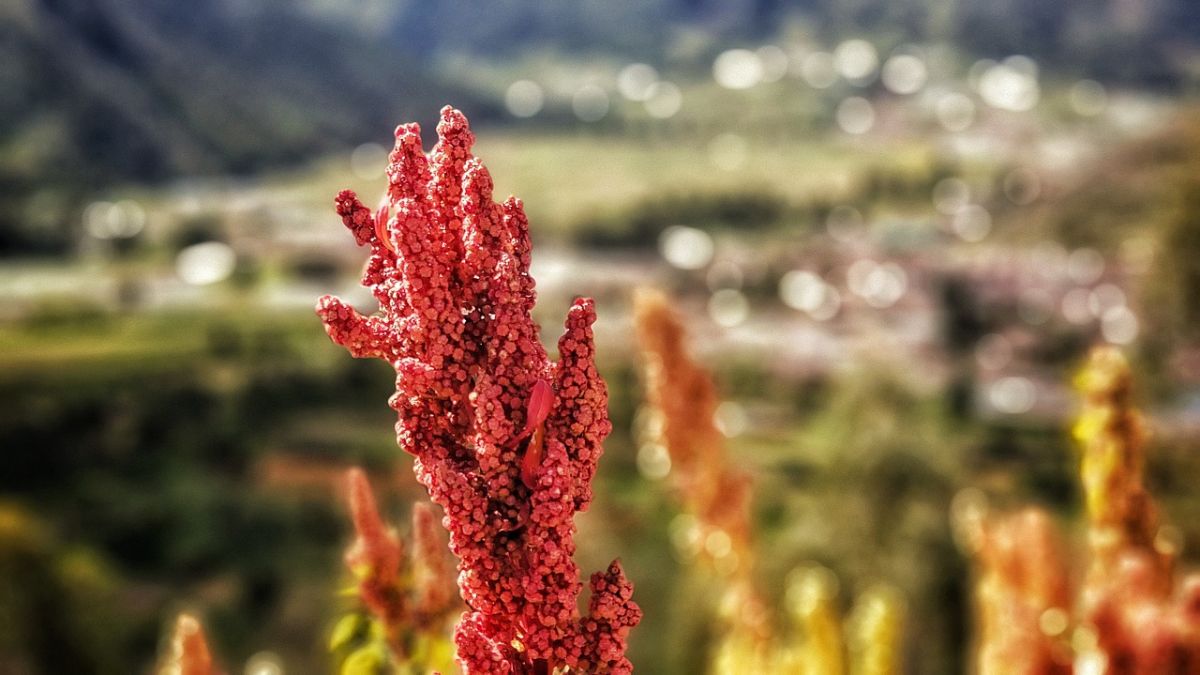 coltivazione quinoa in italia