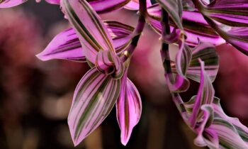 tradescantia virginiana