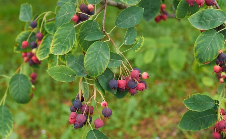Amelanchier concimazione