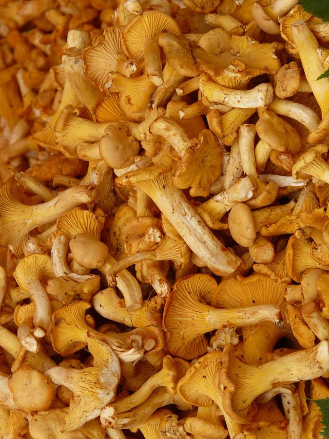 Coltivare Come Coltivare Funghi Finferli Guida Per Principianti Coltivare Come Coltivare Funghi Finferli Guida Per Principianti