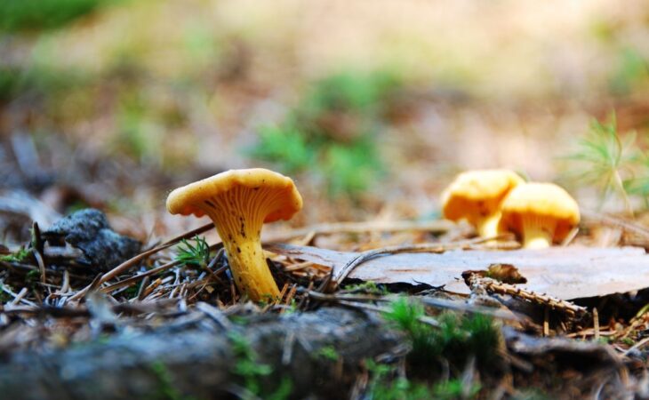 Come si chiamano i funghi finferli?