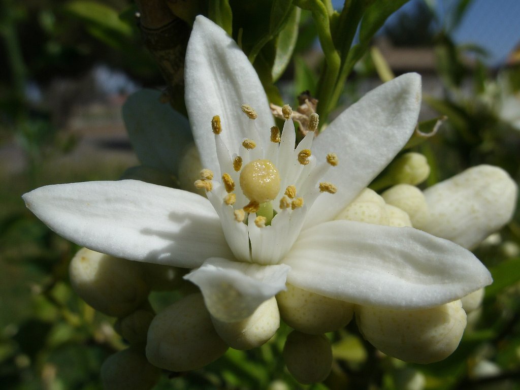 fiore di arancio, la zagara