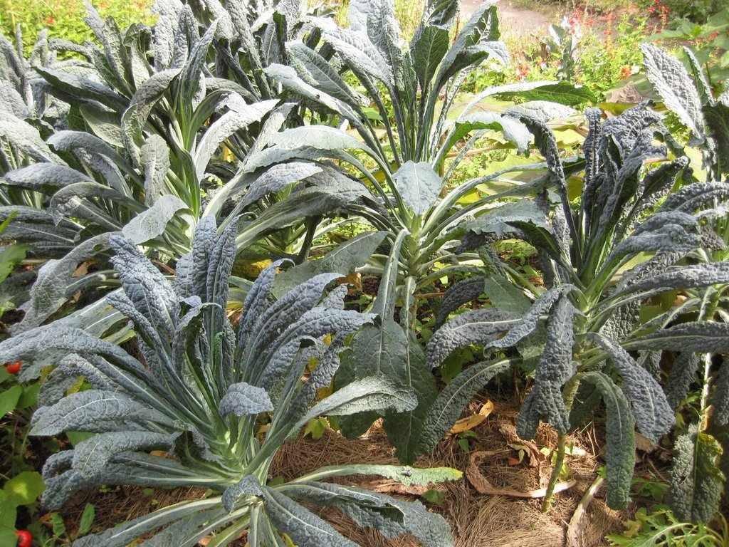 piante di cavolo nero