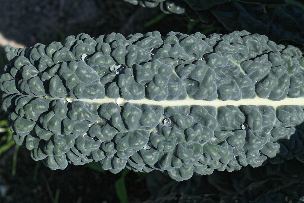 foglia bollosa di cavolo nero