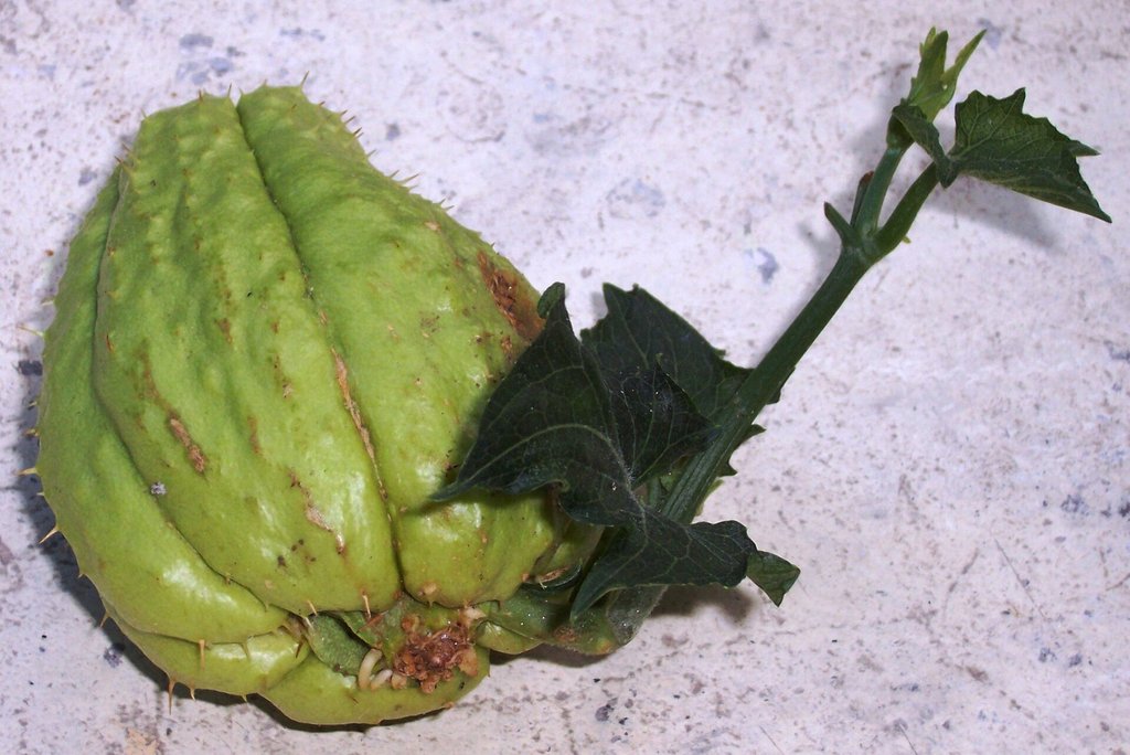 frutto di chayote germogliato