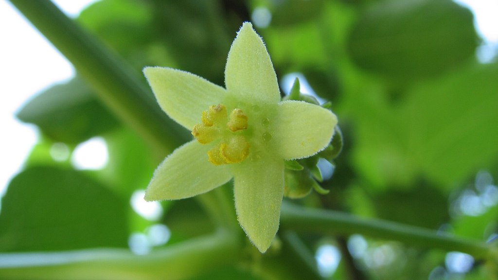 fiore di chayote