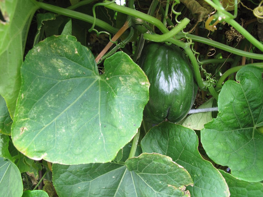 chayote verde scuro sulla pianta