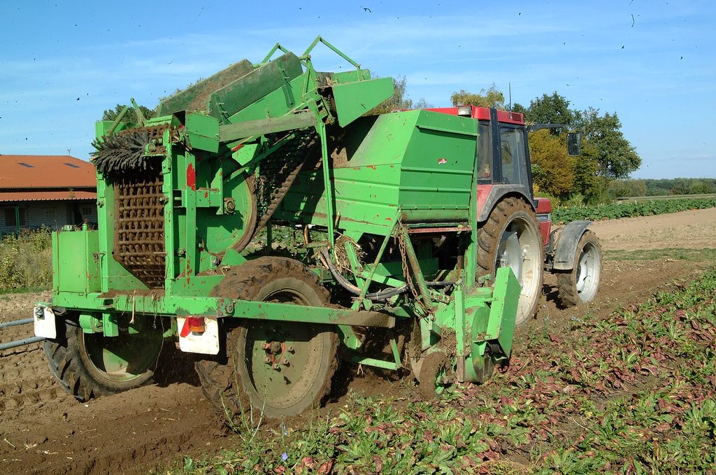 raccolta meccanica delle radici di witloof