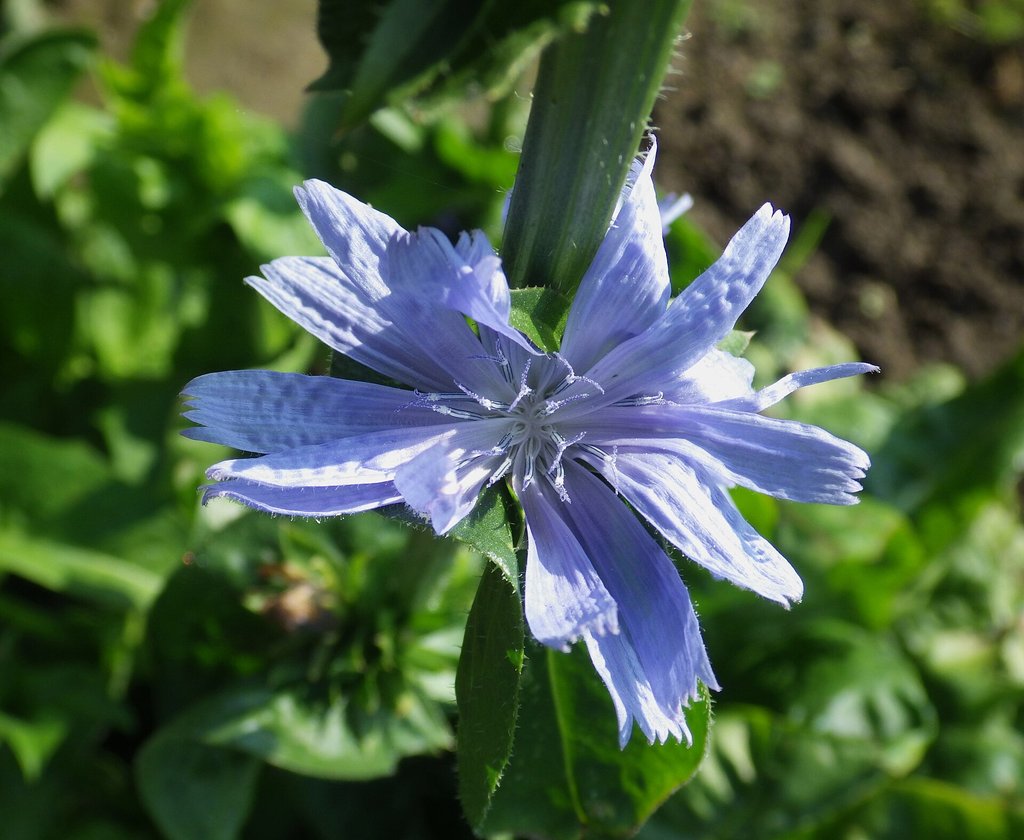 fiore azzurro della cicoria witloof