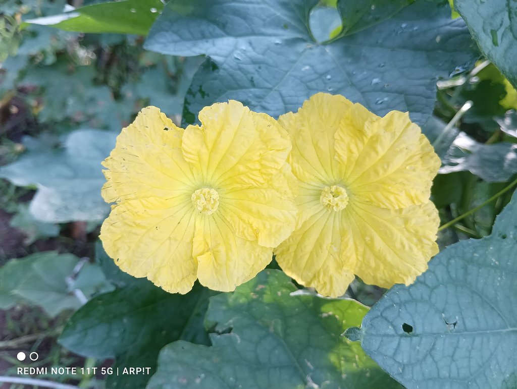 fiori gialli di luffa