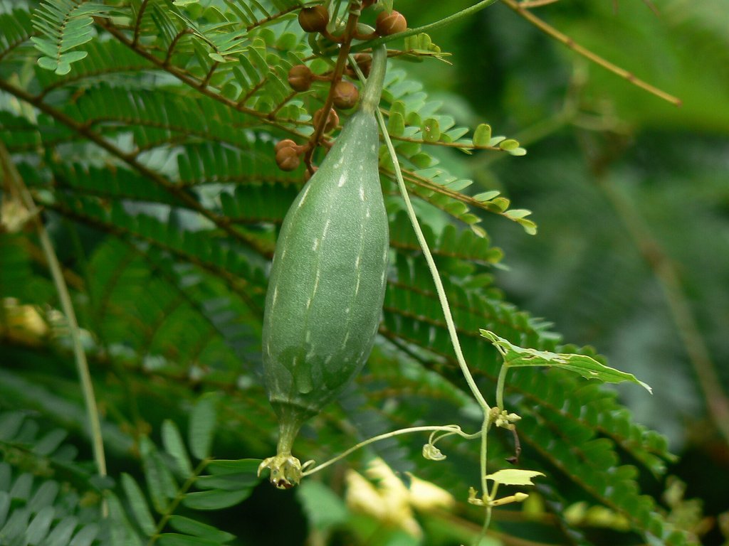 frutto giovane di luffa appeso
