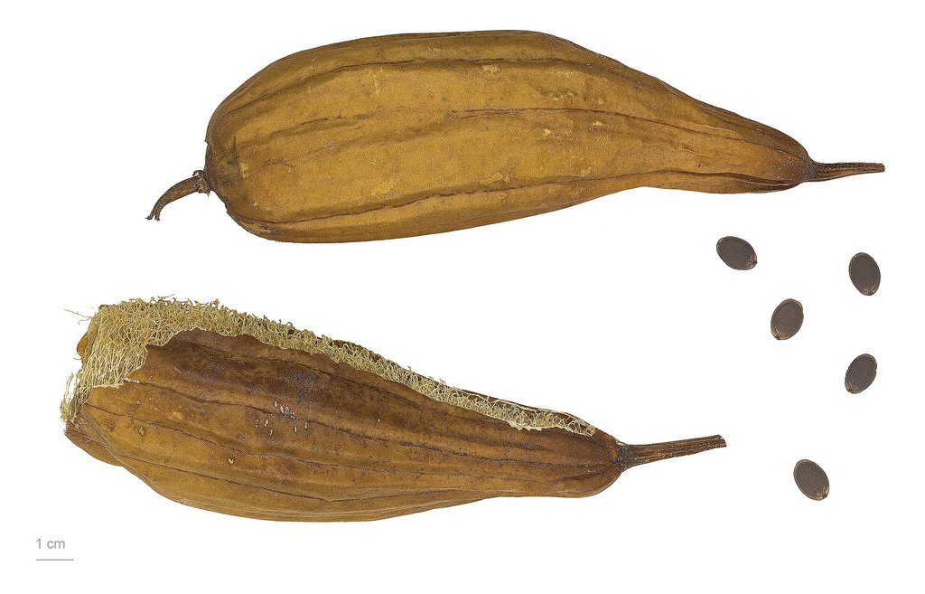 frutti secchi di luffa e semi