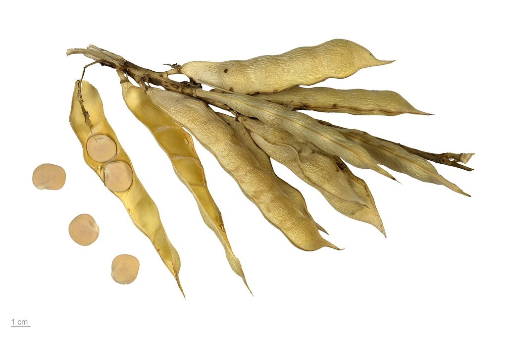 baccelli secchi e semi di lupino bianco