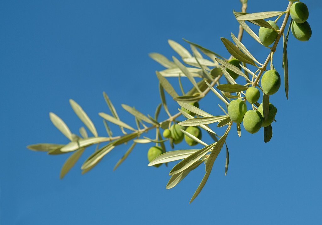 rametto di olivo con olive verdi