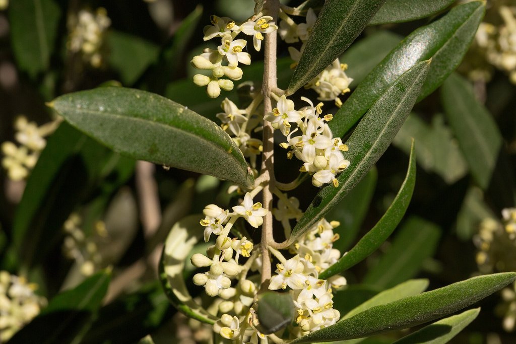 fiori di olivo