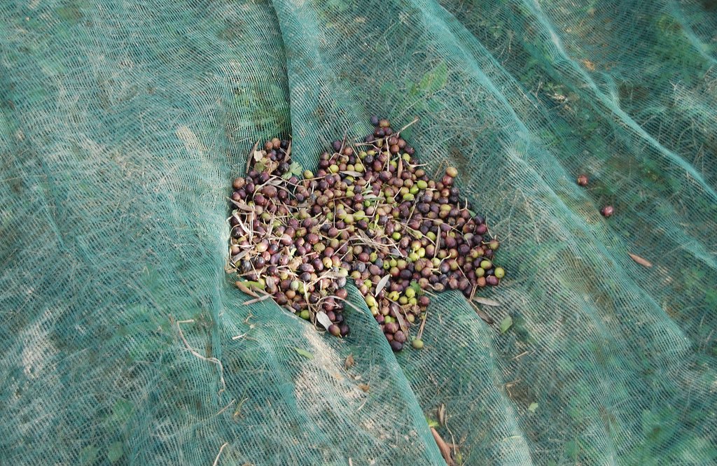 olive raccolte sulla rete