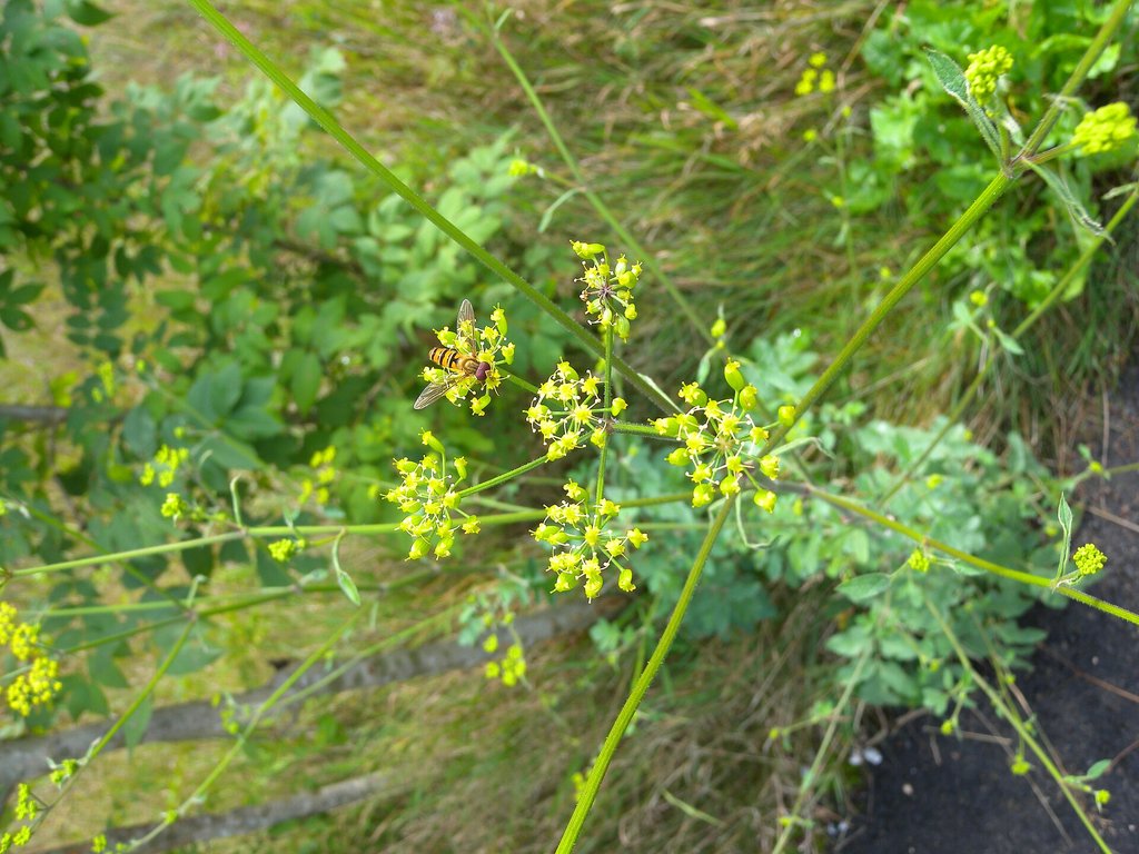 pianta di pastinaca in fiore