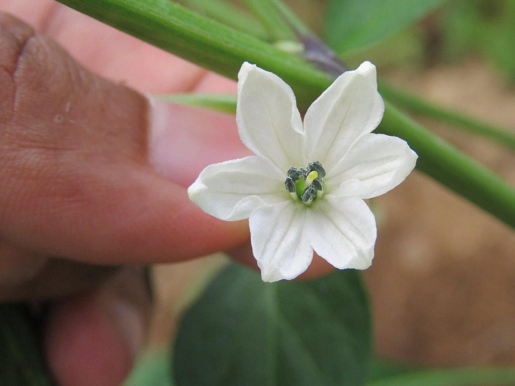 fiore bianco di peperoncino