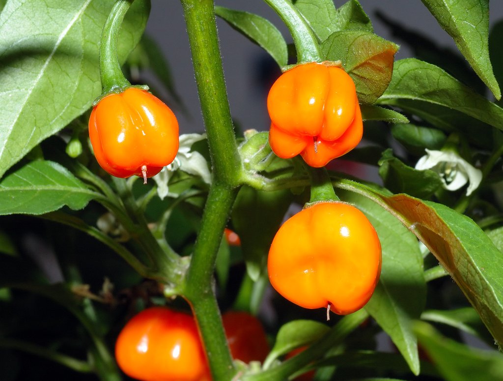 peperoncini habanero arancioni sulla pianta