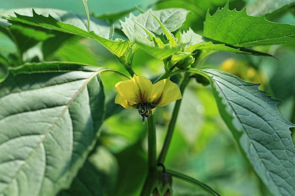fiore giallo di tomatillo