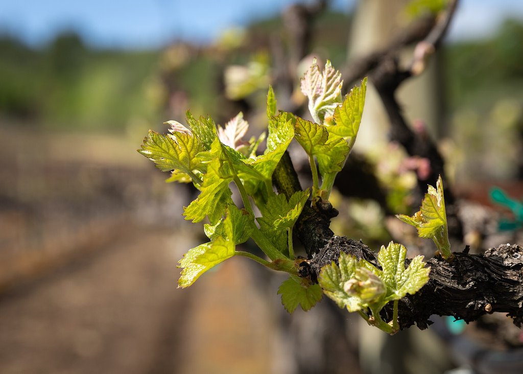 germogli di vite in primavera