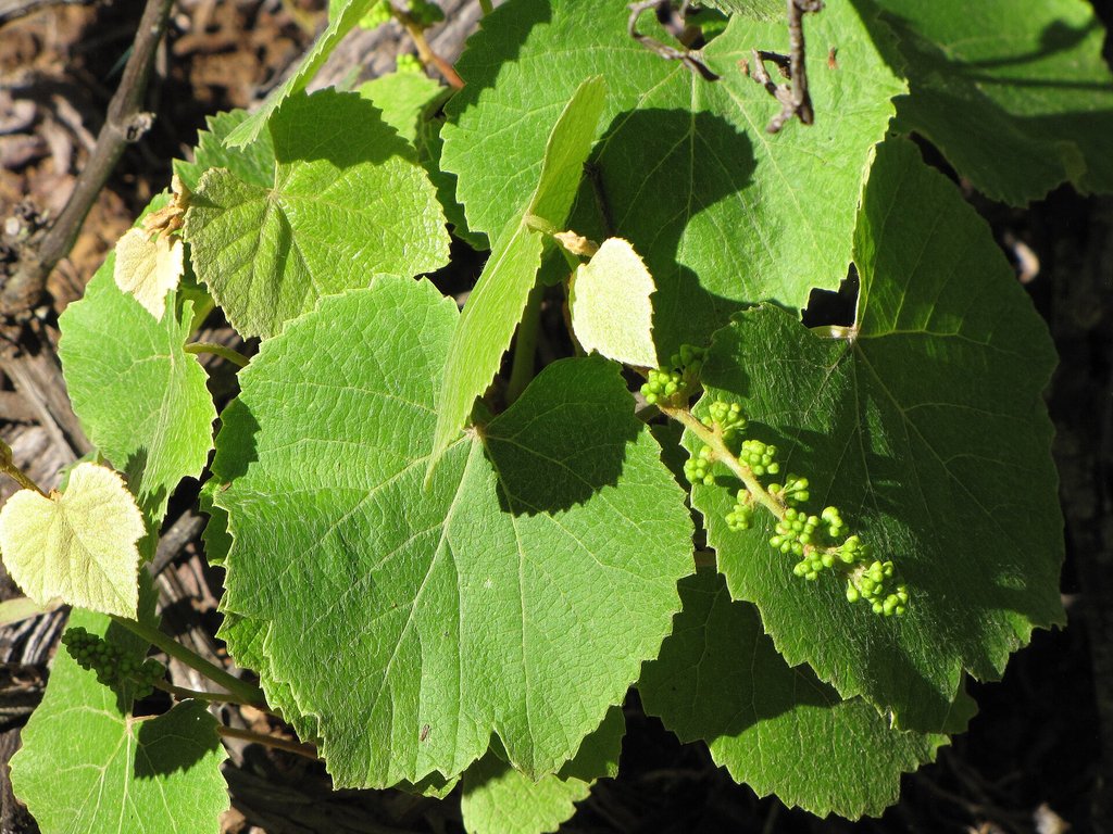 foglie e grappoli fiorali di vite