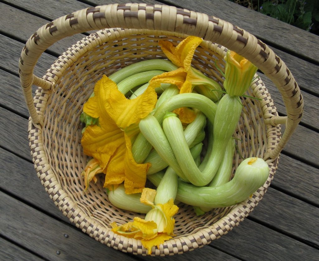 cesto di zucchine trombetta con i fiori