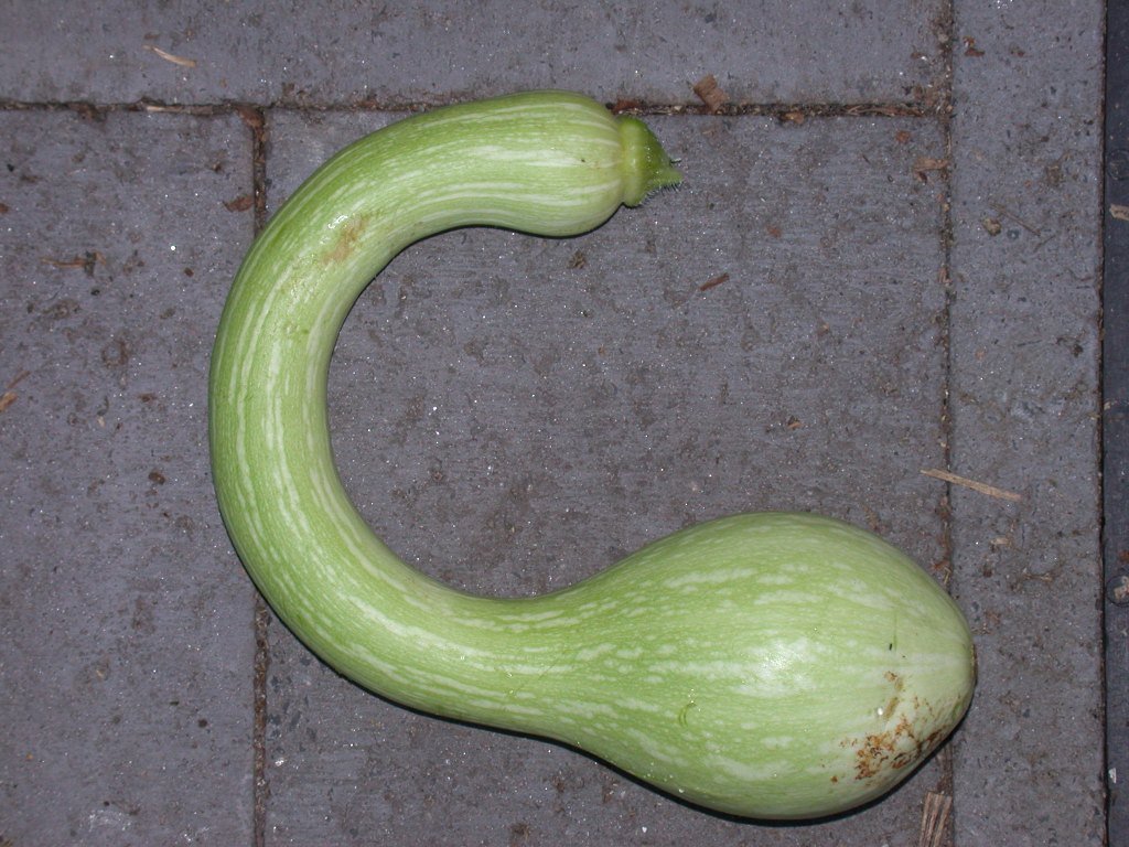 zucchina trombetta ricurva